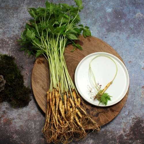 [라온농원]새싹인삼(3년근) 