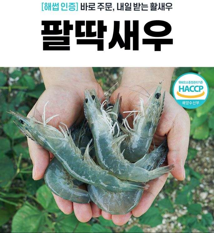 [팔딱새우] 활새우 1kg (38미 내외)