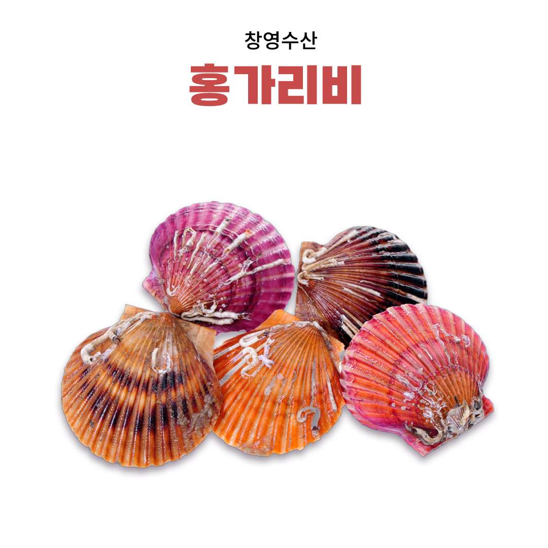 [창영수산] 홍가리비(3kg, 5kg, 7kg, 10kg) 