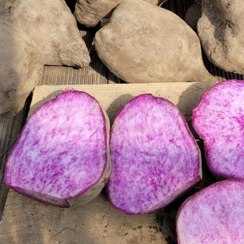 [공룡자색마] 자색마(옵션선택) 