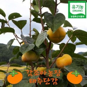 [감조아농장] 유기농 태추단감 5Kg(18~21과내외) 매주 월,목 발송