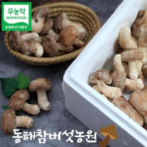 [고성참버섯농원] 무농약 송이향이 나는 표고버섯(옵션선택)  