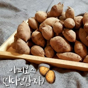 [해오름농장] 생 아피오스(생 인디언감자) (옵션선택)