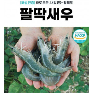 [팔딱새우] 활새우 1kg (38미 내외)