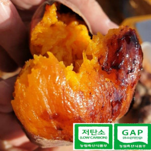 [백선생고구마농원]2025년산 호박고구마 -대 (5kg, 10kg)