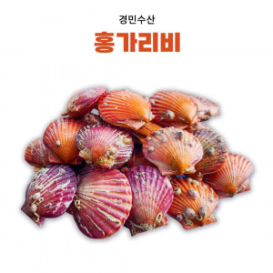 [경민수산] 홍가리비(3kg, 5kg, 10kg)