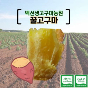 [백선생고구마농원] 2025년산 꿀고구마 (중품 또는 하품) 10kg 